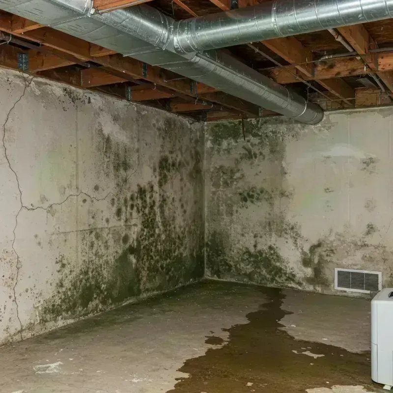 Professional Mold Removal in Lake Camelot, IL